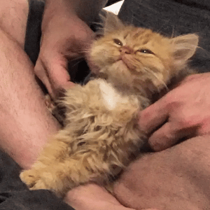 This Cat Can't Stop Smiling After Being Adopted By The Family 3