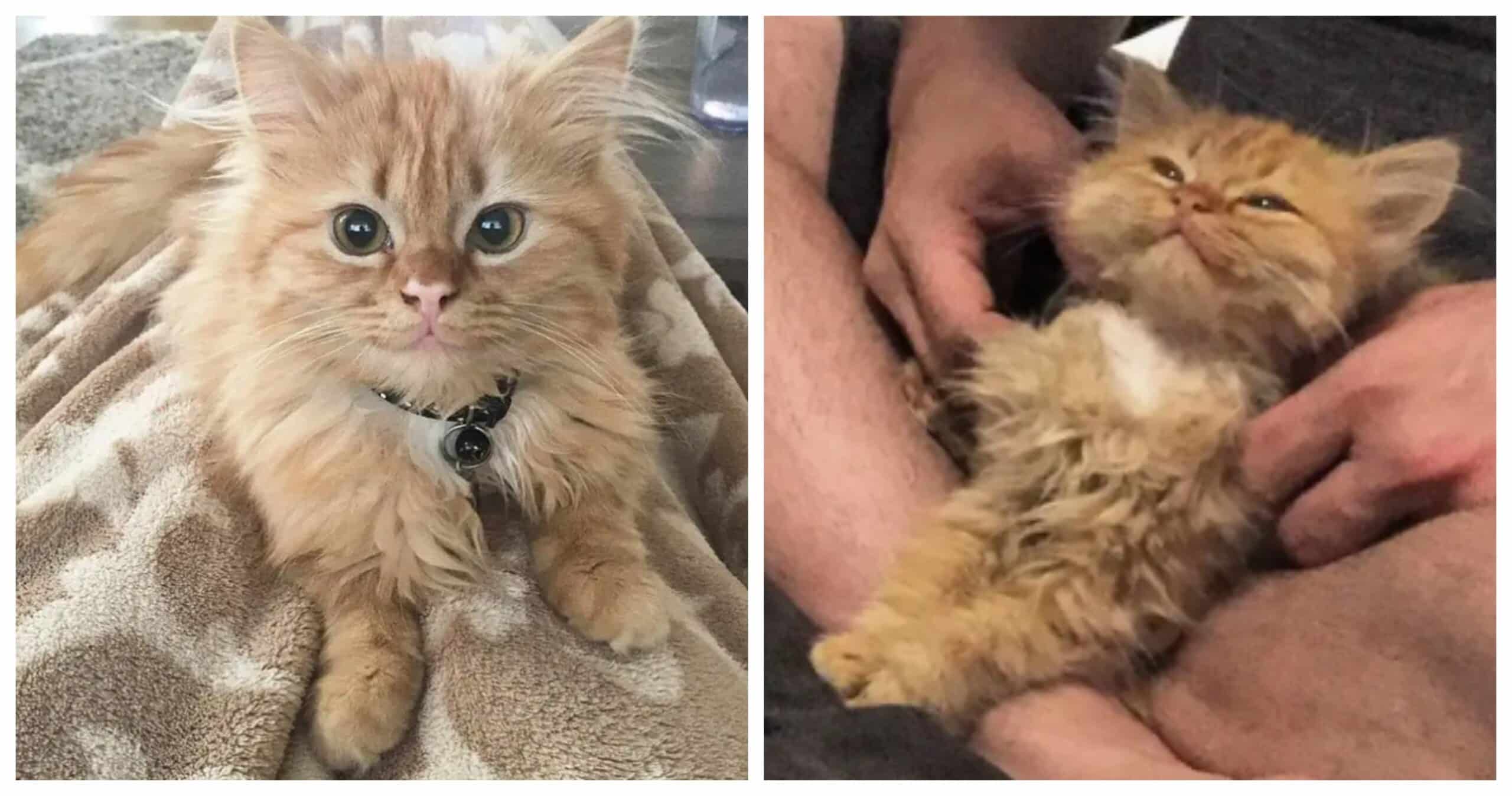 This Cat Can't Stop Smiling After Being Adopted By The Family