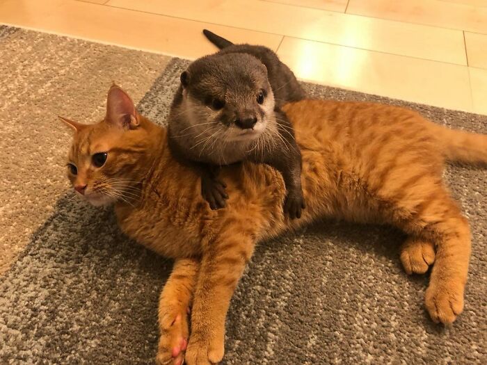 This Cat and Otter Proved Friendship Has No Limits by Becoming Best Friends 1