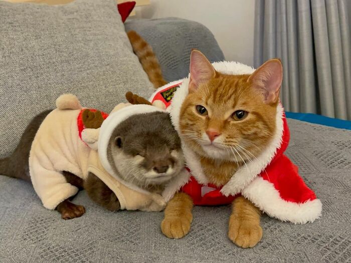 This Cat and Otter Proved Friendship Has No Limits by Becoming Best Friends 2