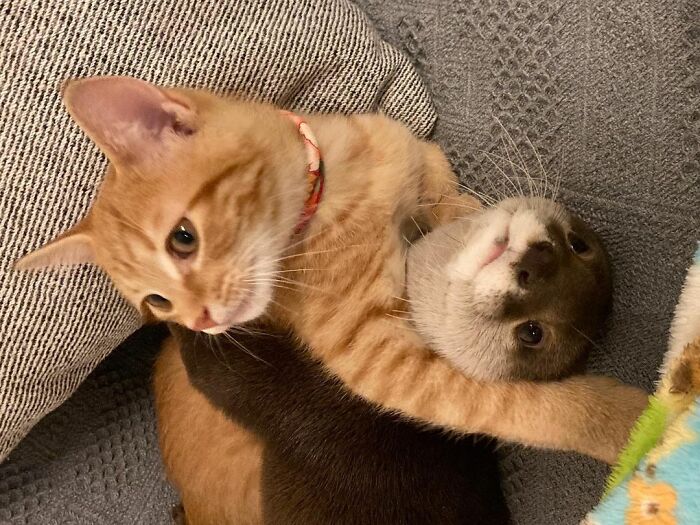 This Cat and Otter Proved Friendship Has No Limits by Becoming Best Friends 3