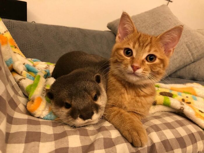 This Cat and Otter Proved Friendship Has No Limits by Becoming Best Friends 4
