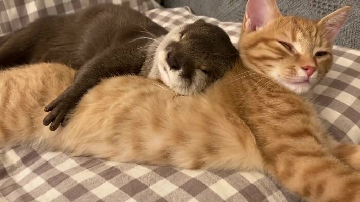 This Cat and Otter Proved Friendship Has No Limits by Becoming Best Friends 5