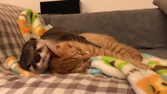 This Cat and Otter Proved Friendship Has No Limits by Becoming Best Friends 7