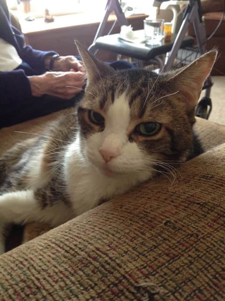 This Grandmother And Her Cat Were So Inseparable That They Passed Away The Same Day 2