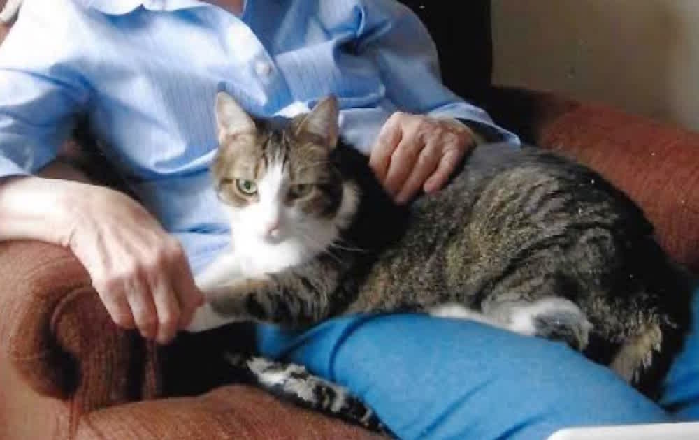 This Grandmother And Her Cat Were So Inseparable That They Passed Away The Same Day 3