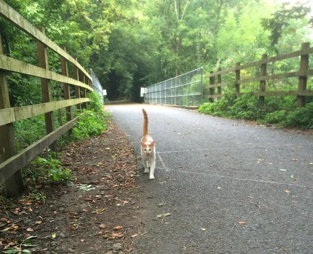 This Sweet Cat Welcomes Cyclist In The Cutest Way 1