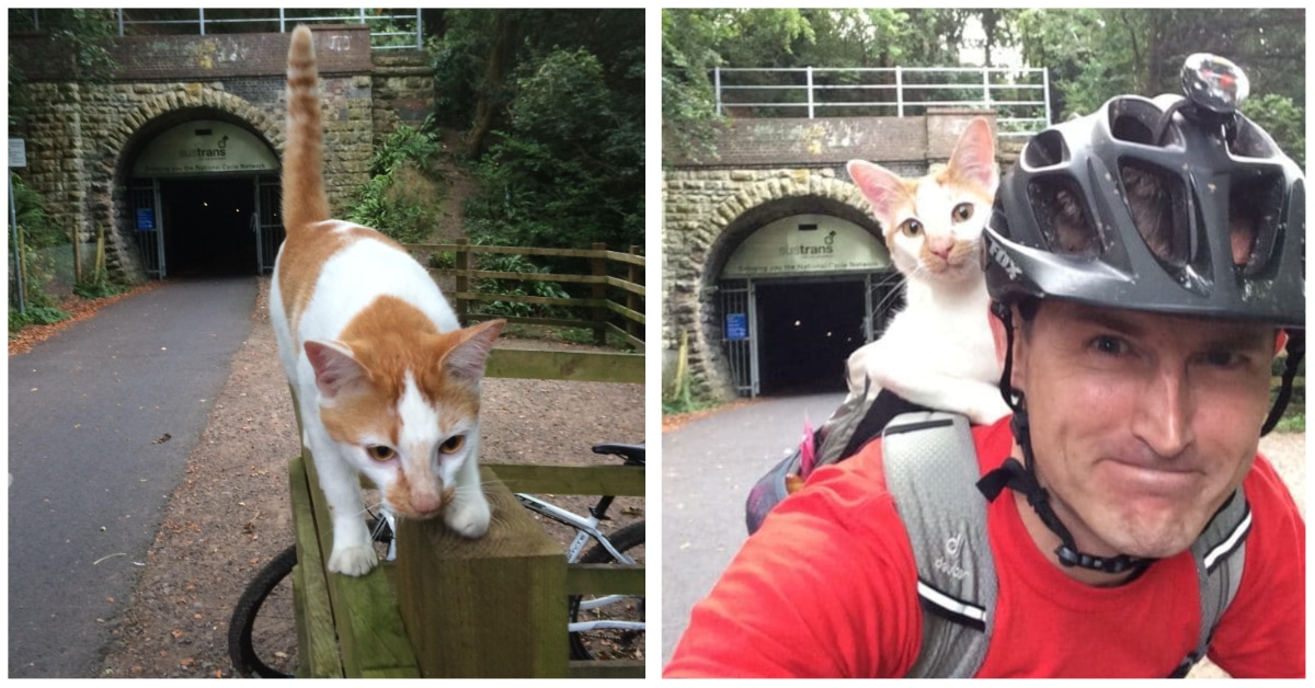 This Sweet Cat Welcomes Cyclist In The Cutest Way 11