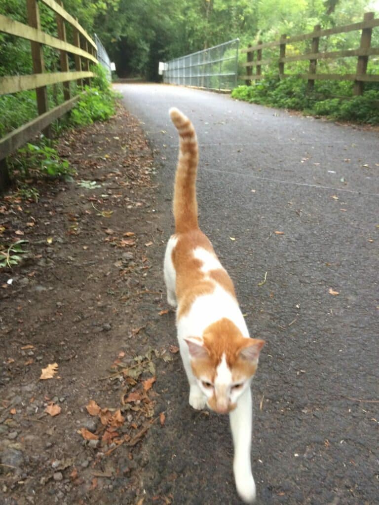 This Sweet Cat Welcomes Cyclist In The Cutest Way 2