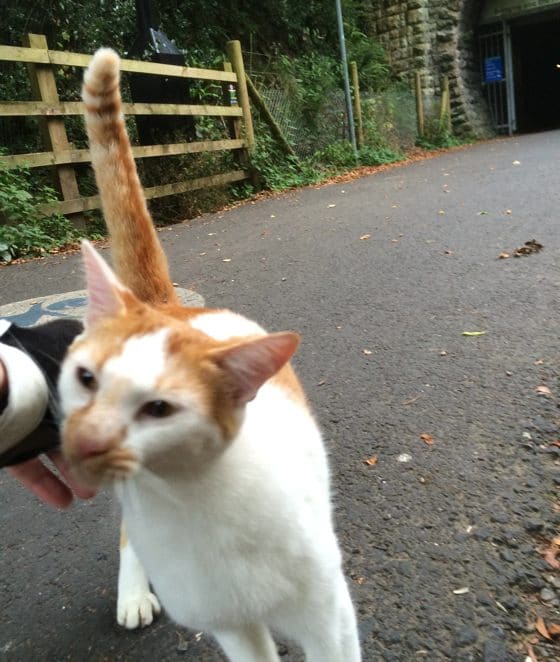 This Sweet Cat Welcomes Cyclist In The Cutest Way 3