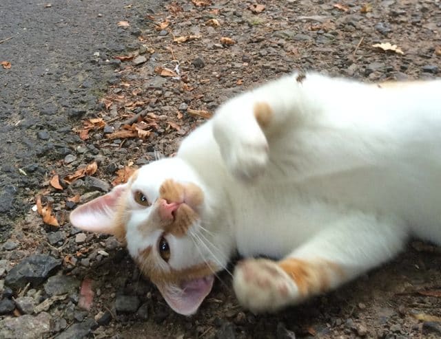 This Sweet Cat Welcomes Cyclist In The Cutest Way 4