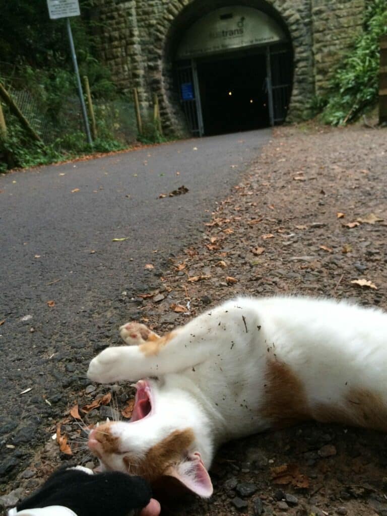 This Sweet Cat Welcomes Cyclist In The Cutest Way 5