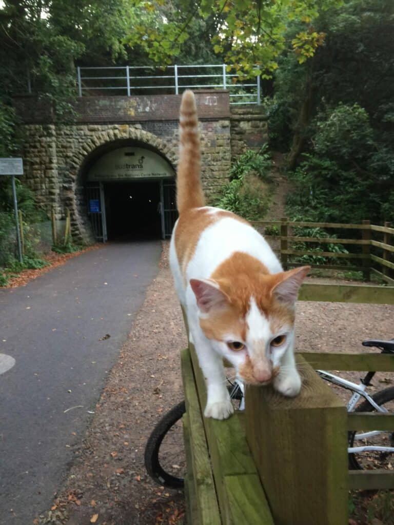 This Sweet Cat Welcomes Cyclist In The Cutest Way 6