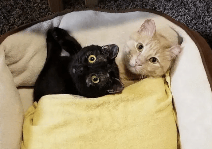 This beautiful cat couple survived two fires 1