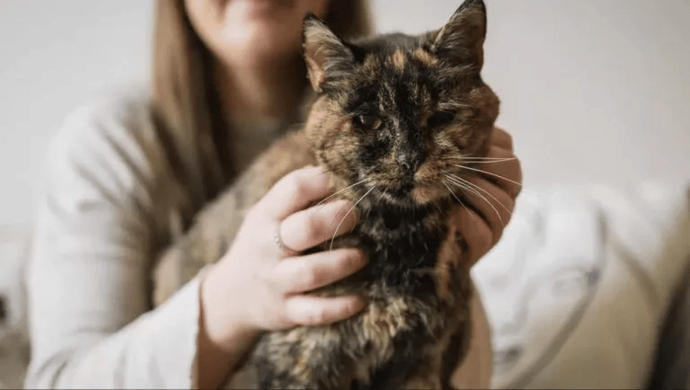 This is Flossie! officially the oldest living cat in the world 1