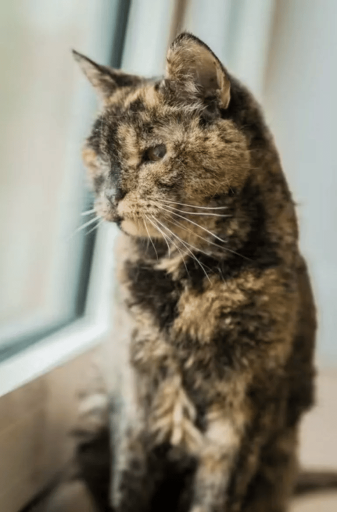 This is Flossie! officially the oldest living cat in the world 2