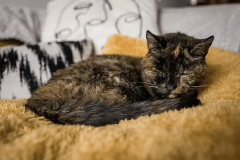 This is Flossie! officially the oldest living cat in the world 5