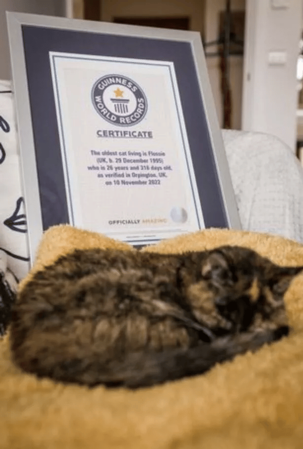 This is Flossie! officially the oldest living cat in the world 6