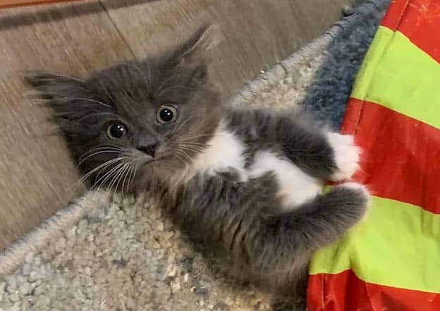 Twisted leg kitten wins everyone's affection and is accepted by a family 1