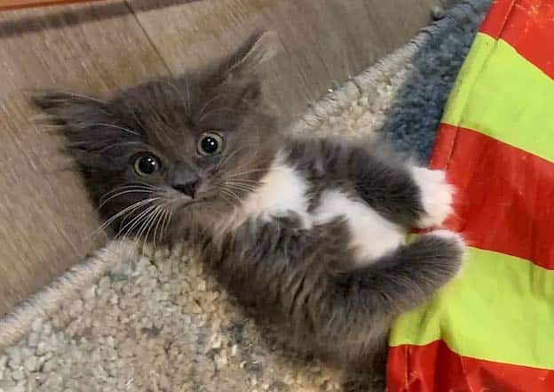 Twisted leg kitten wins everyone’s affection and is accepted by a family