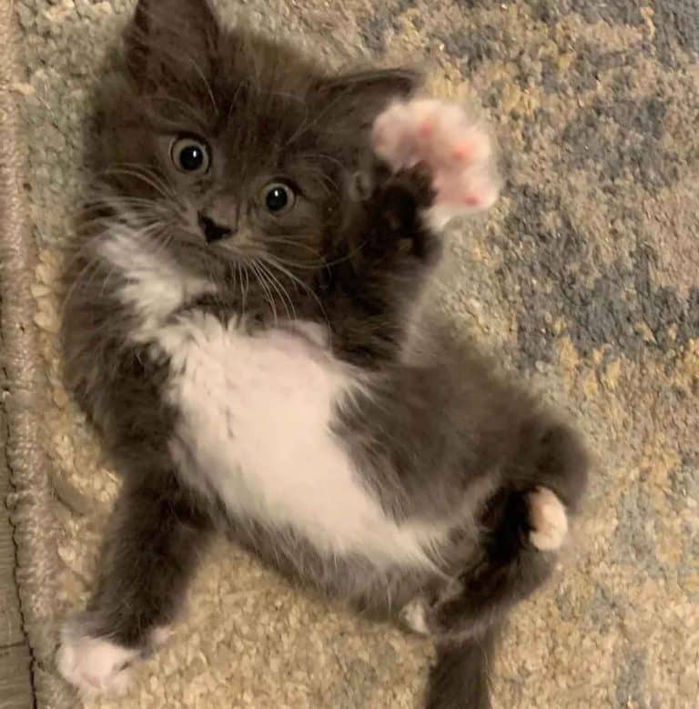 Twisted leg kitten wins everyone's affection and is accepted by a family 2 - Copy