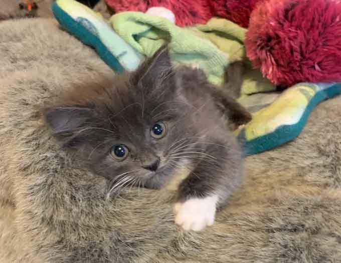 Twisted leg kitten wins everyone's affection and is accepted by a family 6