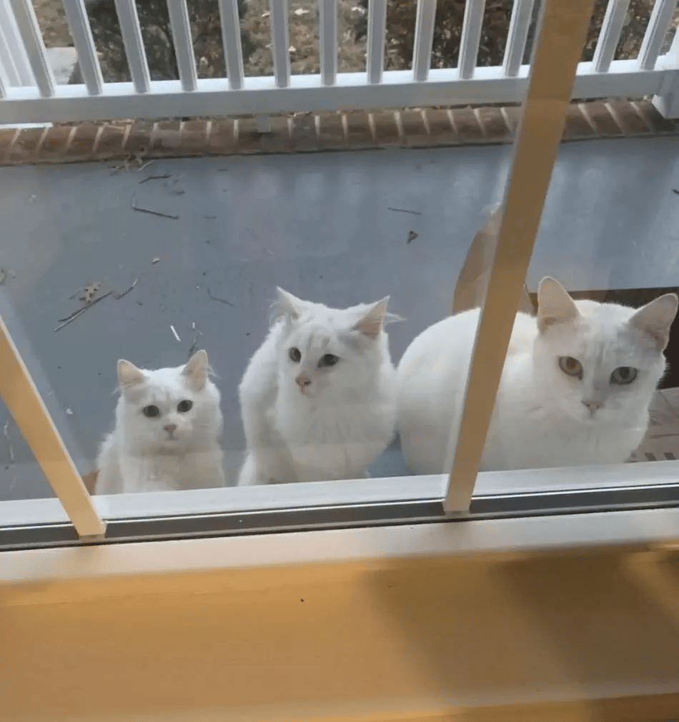Two Kittens and a Stray Mama Cat Appear at The Door for help 1
