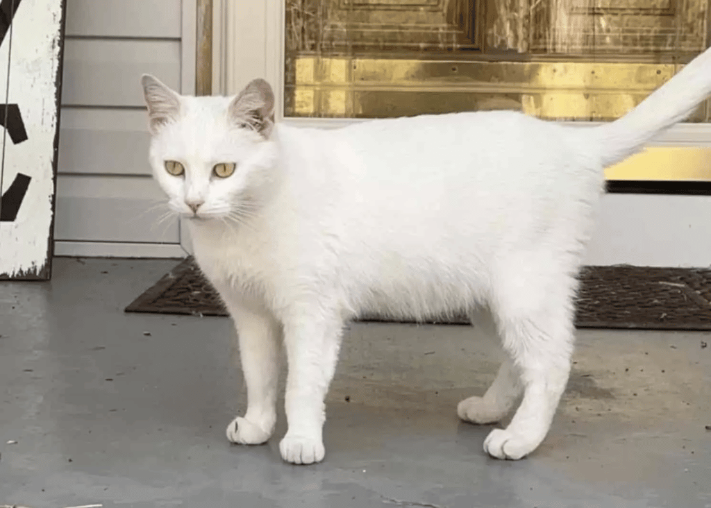 Two Kittens and a Stray Mama Cat Appear at The Door for help 2