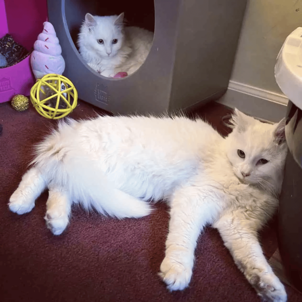 Two Kittens and a Stray Mama Cat Appear at The Door for help 5