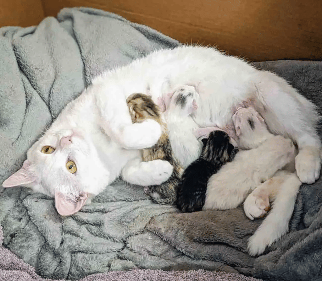 Two Kittens and a Stray Mama Cat Appear at The Door for help 6