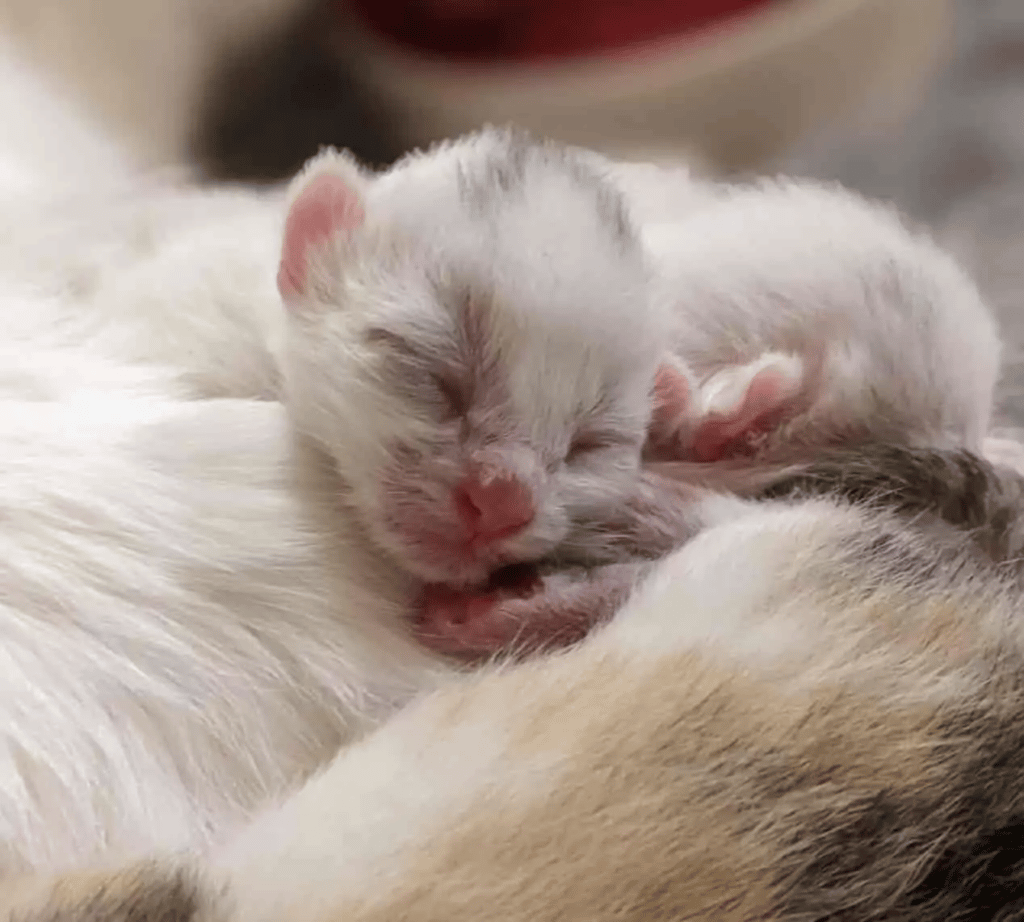 Two Kittens and a Stray Mama Cat Appear at The Door for help 7