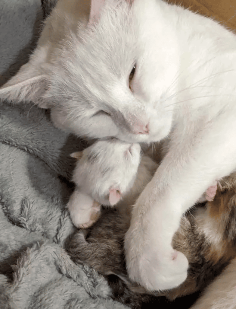 Two Kittens and a Stray Mama Cat Appear at The Door for help 8