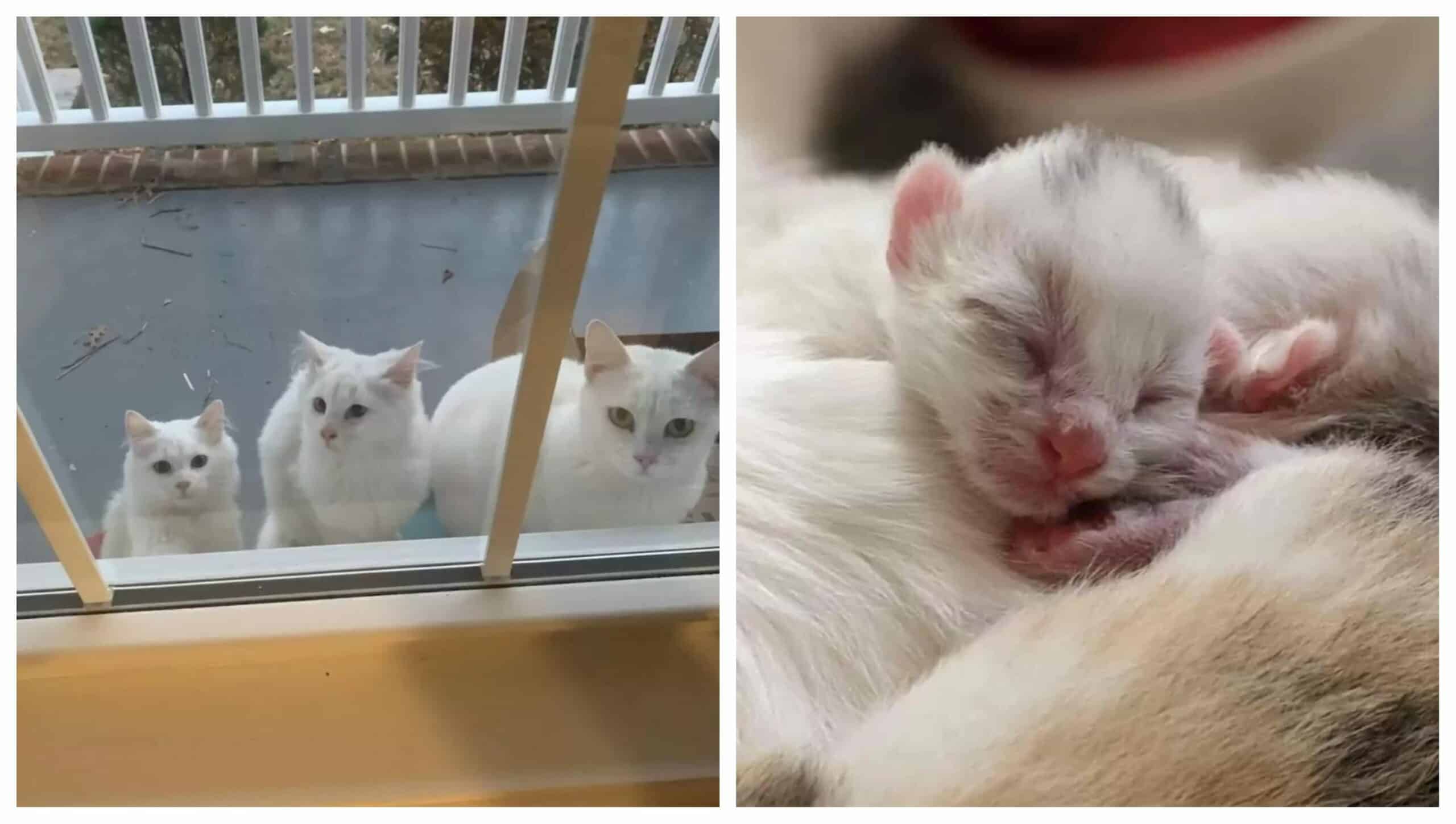 Two Kittens and a Stray Mama Cat Appear at The Door for help