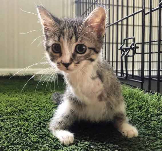 Two-Legged Tabby Kitten Hops Into Family's Heart 1