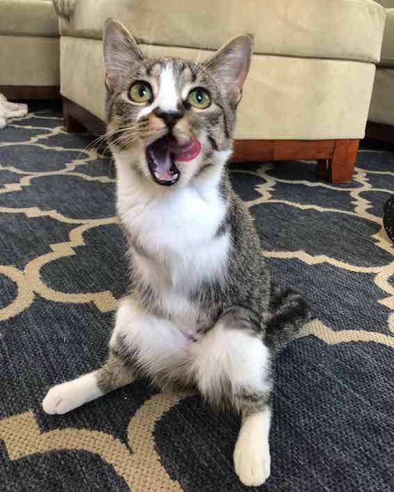 Two-Legged Tabby Kitten Hops Into Family's Heart 2