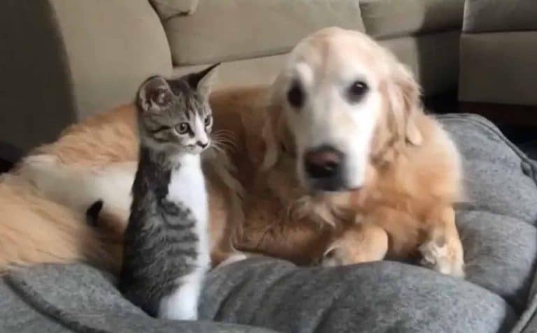 Two-Legged Tabby Kitten Hops Into Family's Heart 3