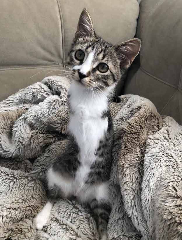 Two-Legged Tabby Kitten Hops Into Family's Heart 4