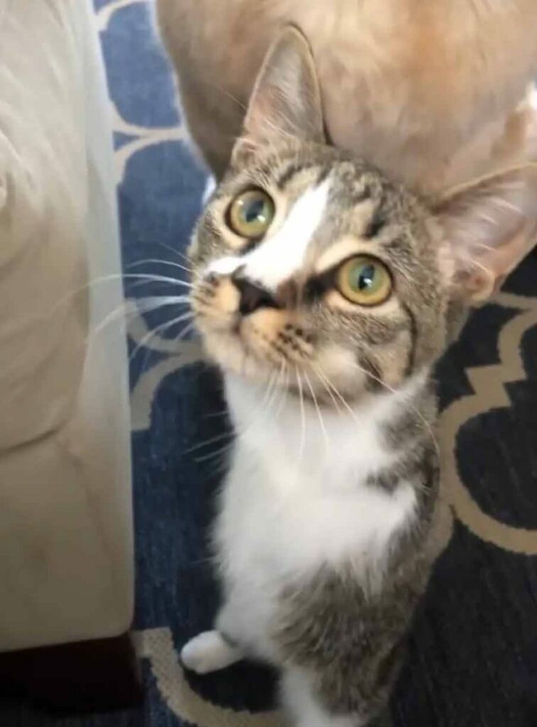 Two-Legged Tabby Kitten Hops Into Family's Heart 5