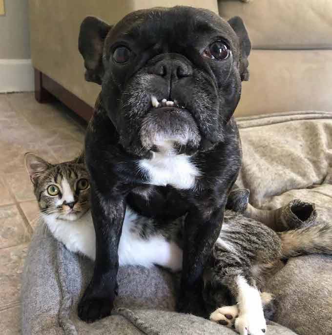 Two-Legged Tabby Kitten Hops Into Family's Heart 6
