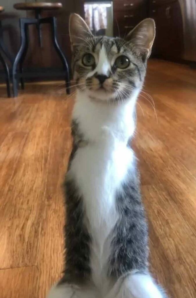 Two-Legged Tabby Kitten Hops Into Family's Heart 7