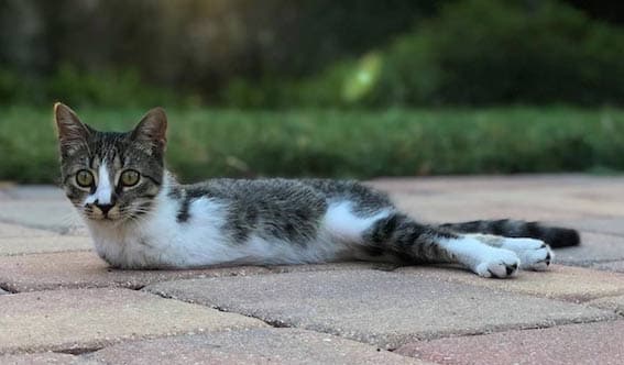 Two-Legged Tabby Kitten Hops Into Family's Heart 8