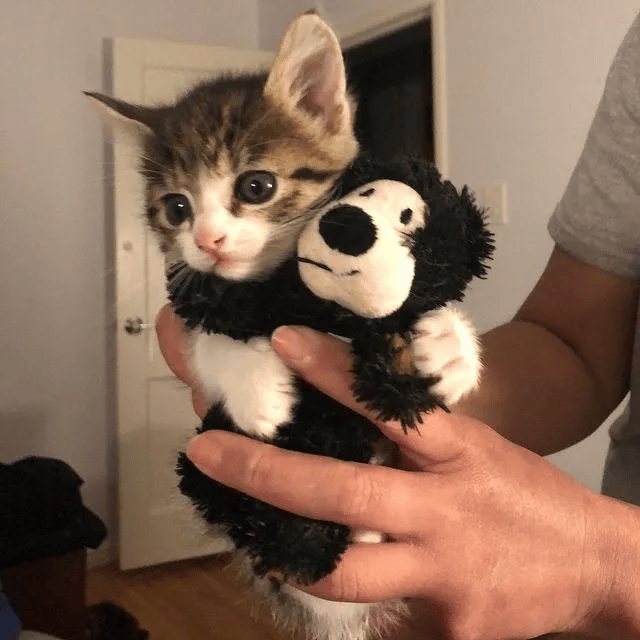 Two kittens were found separately meets up one day and grew close 1