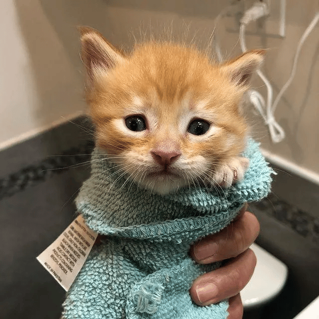 Two kittens were found separately meets up one day and grew close 2