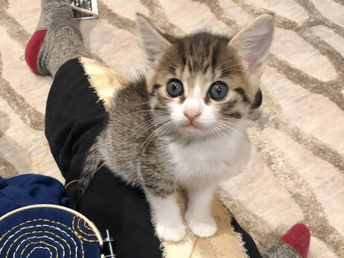 Two kittens were found separately meets up one day and grew close 3