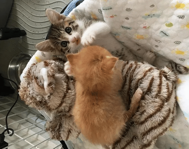 Two kittens were found separately meets up one day and grew close 5