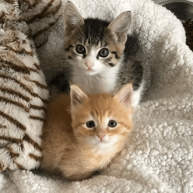 Two kittens were found separately meets up one day and grew close 6
