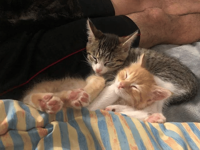 Two kittens were found separately meets up one day and grew close 7