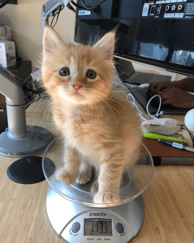 Two kittens were found separately meets up one day and grew close 8