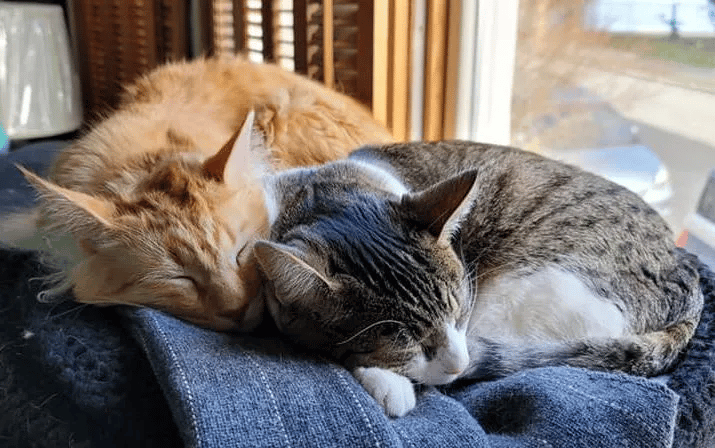 Two kittens were found separately meets up one day and grew close 9