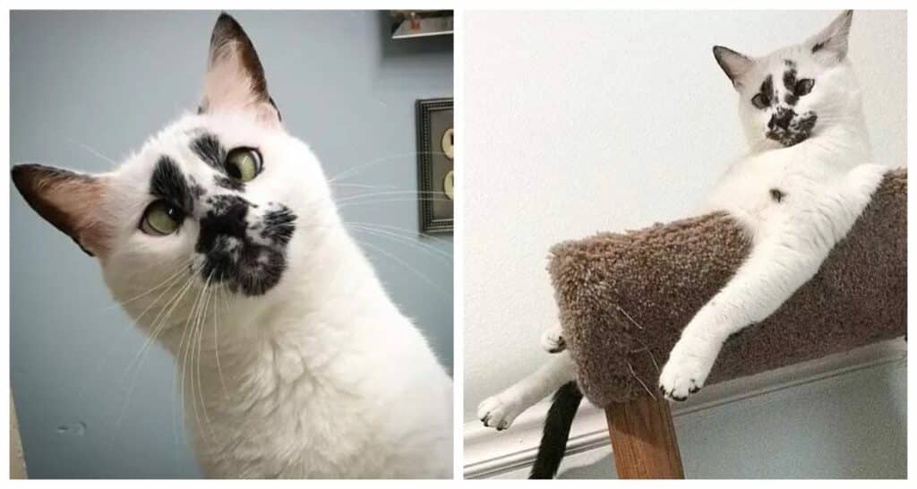 Unique Markings on a Stray Cat Win Her Rescuer's Heart - Mykittenhouse